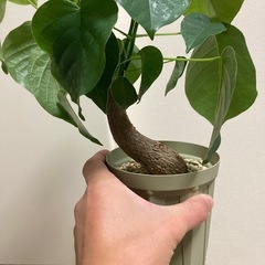 実生　ボンバックス　曲げ　の画像