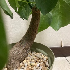 実生　ボンバックス　曲げ　の画像