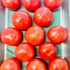 🍉🍉🍉若松小玉スイカ‼️1玉850円から‼️若松旬野菜‼️朝採り‼️ 野菜の画像