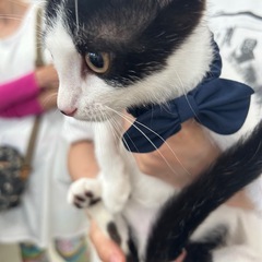 【保護猫】生後2ヶ月子猫の里親さん募集中‼️シーくん男の子 - 半田市