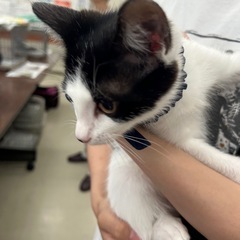 【保護猫】生後2ヶ月子猫の里親さん募集中‼️シーくん男の子 - 猫