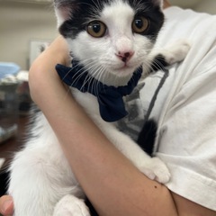 【保護猫】生後2ヶ月子猫の里親さん募集中‼️シーくん男の子 − 愛知県