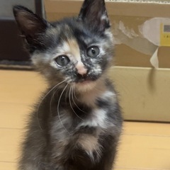 サビ柄あんちゃん🐱