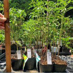 全31種！世界の珍しいトマト･なす･ピーマン･花苗の画像