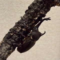 カブトムシ♂の画像