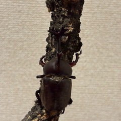 カブトムシ♂の画像