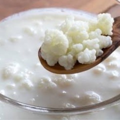 ケフィアヨーグルトの種菌下さい