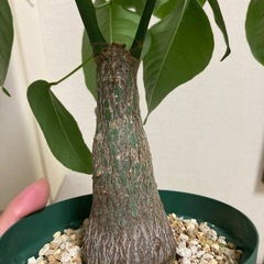 実生　ボンバックスの画像