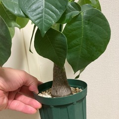 実生　ボンバックスの画像