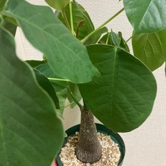 実生　ボンバックスの画像