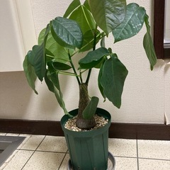 実生　ボンバックスの画像