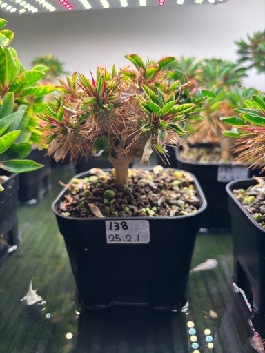 ユーフォルビア・ギラウミニアナ