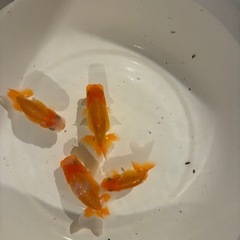 金魚　らんちゅう　今年産まれ　4匹 の画像