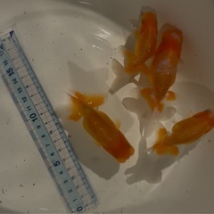 金魚　らんちゅう　今年産まれ　4匹 の画像