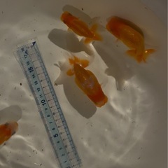金魚　らんちゅう　今年産まれ　4匹 の画像