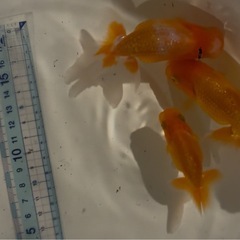 金魚　らんちゅう　今年産まれ　4匹 の画像