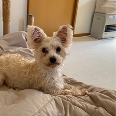 マルキー　　仕事の関係で至急里親募集中です！