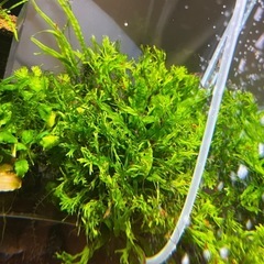 水草6種セット＋α(熱帯魚、メダカ、金魚水槽)の画像
