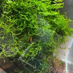 水草6種セット＋α(熱帯魚、メダカ、金魚水槽)の画像