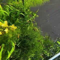 水草6種セット＋α(熱帯魚、メダカ、金魚水槽)の画像