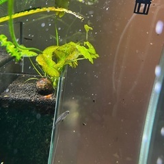 水草6種セット＋α(熱帯魚、メダカ、金魚水槽)の画像