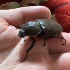カブトムシ ペアの画像