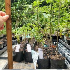 全31種！世界の珍しいトマト･なす･ピーマン･花苗②の画像