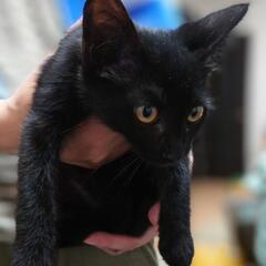 黒猫の仔猫🐾