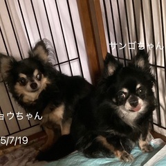 チワワ姉妹