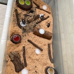 カブトムシの画像