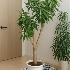 激安　大型観葉植物の画像