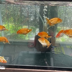金魚、らんちゅうの画像