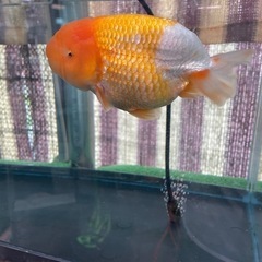 金魚、らんちゅうの画像