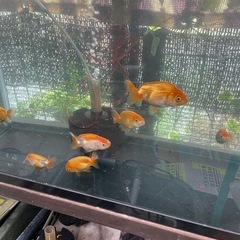 金魚、らんちゅうの画像