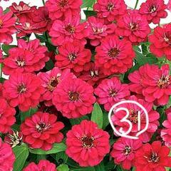 全31種！世界の珍しいトマト･なす･ピーマン･花苗⑥の画像
