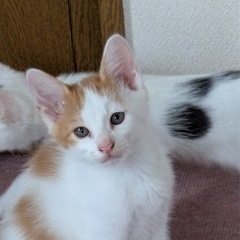 急募！里親募集中❣️