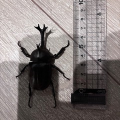 天然カブトムシ オス2匹メス1匹　計3匹の画像