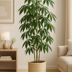 激安　大型観葉植物の画像