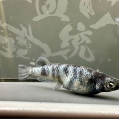 和墨白銀　1ペアの画像