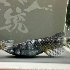 和墨白銀　1ペアの画像