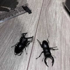 天然ノコギリクワガタ全長5㎝オス2匹+メス1匹の画像