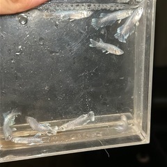 グラディオ　卵 10個
　めだか　メダカ　の画像