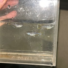フロマージュ　2ペア　めだか　メダカの画像