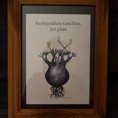 3.プランツ コーデック 植物 絵 額縁 アガベ パキポディウム アデニウムの画像