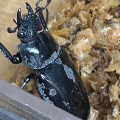 ギラファノコギリクワガタCBF1の画像