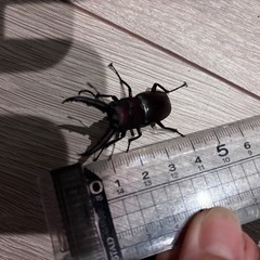 天然ノコギリクワガタ全長5㎝オス2匹+メス1匹の画像