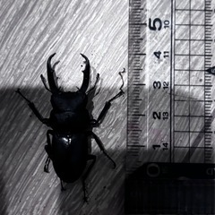 天然ノコギリクワガタ全長5㎝オス2匹+メス1匹の画像