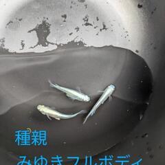 みゆきフルボディメダカの稚魚・10匹+α2の画像