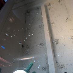 みゆきフルボディメダカの稚魚・10匹+α2の画像