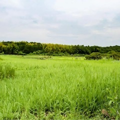 旭川市内、近郊　草刈りします！
